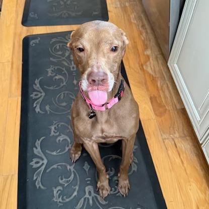 Canela, a Adoptable mixed breed in Sarasota, FL image 2/4