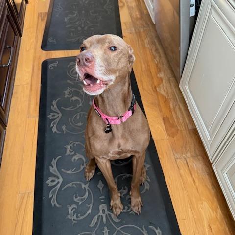 Enlarge Canela, a Adoptable mixed breed in Sarasota, FL image 4/4