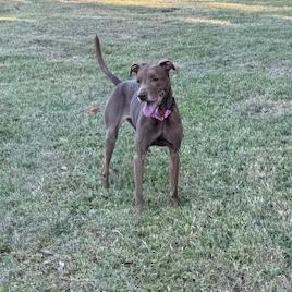 Canela, a Adoptable mixed breed in Sarasota, FL image 4/4