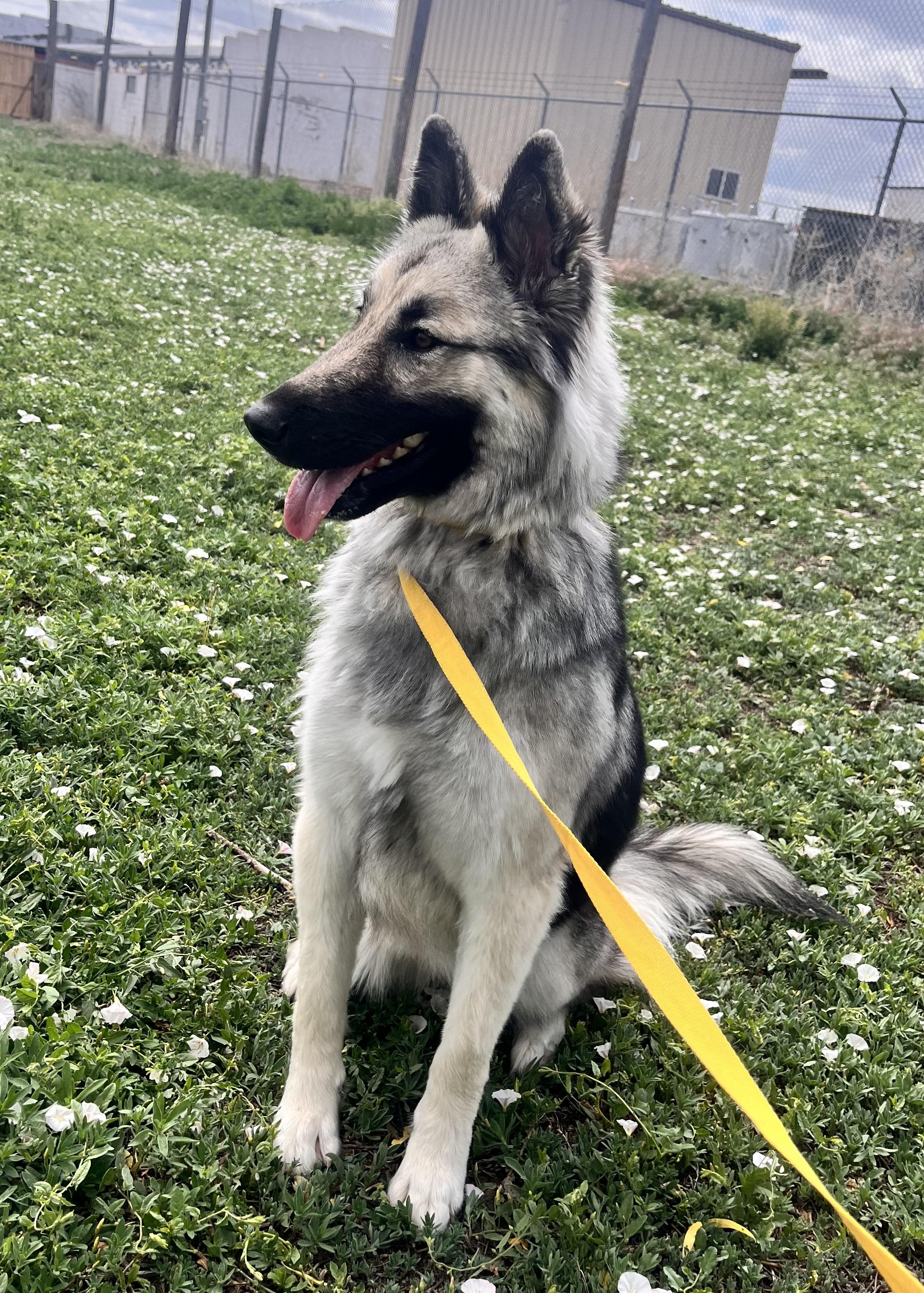 Luna, a ADOPTABLE mixed breed in Grant, NE image 4/4