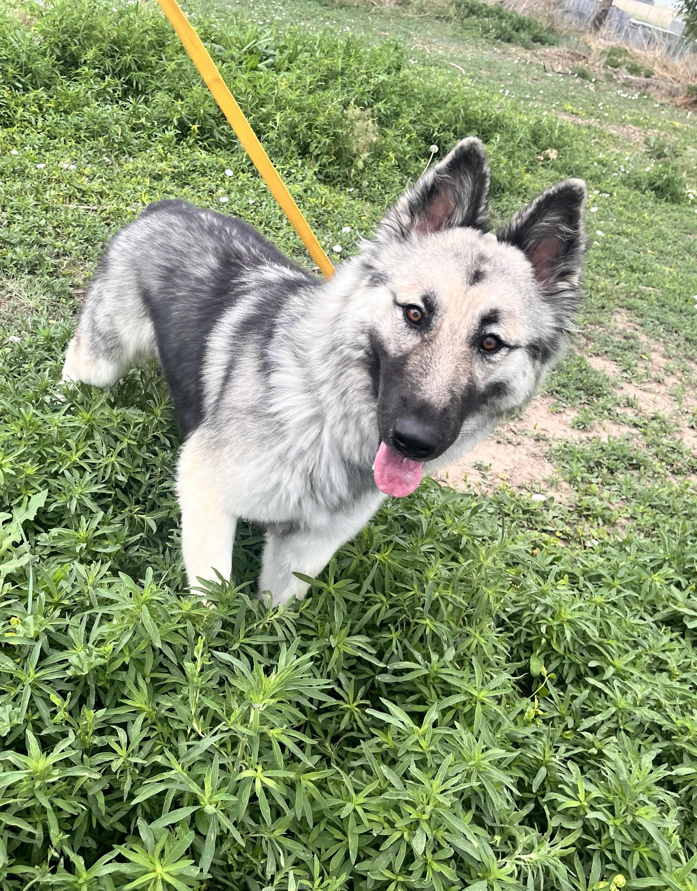 Luna, a ADOPTABLE mixed breed in Grant, NE image 1/4