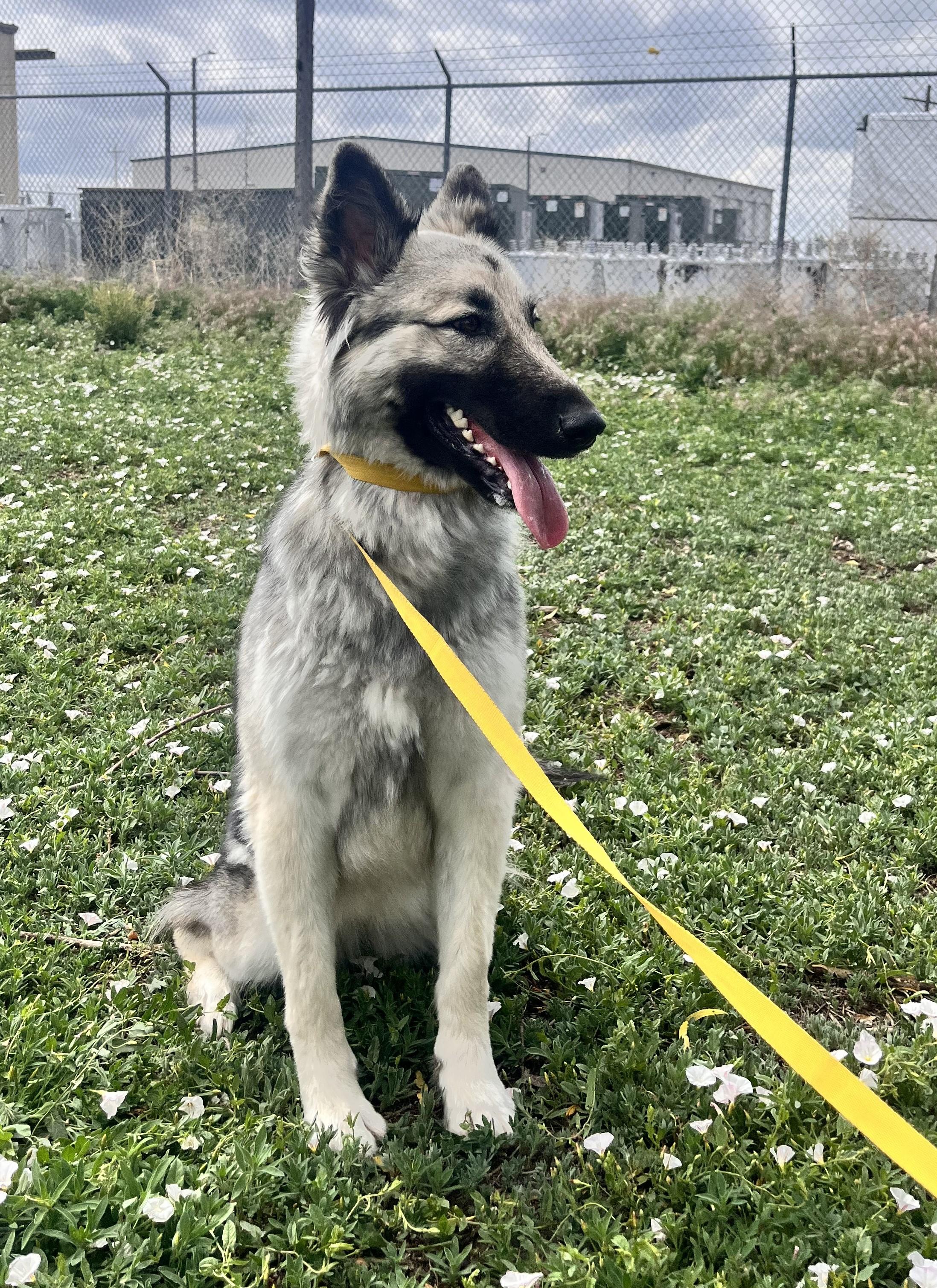 Luna, a ADOPTABLE mixed breed in Grant, NE image 3/4