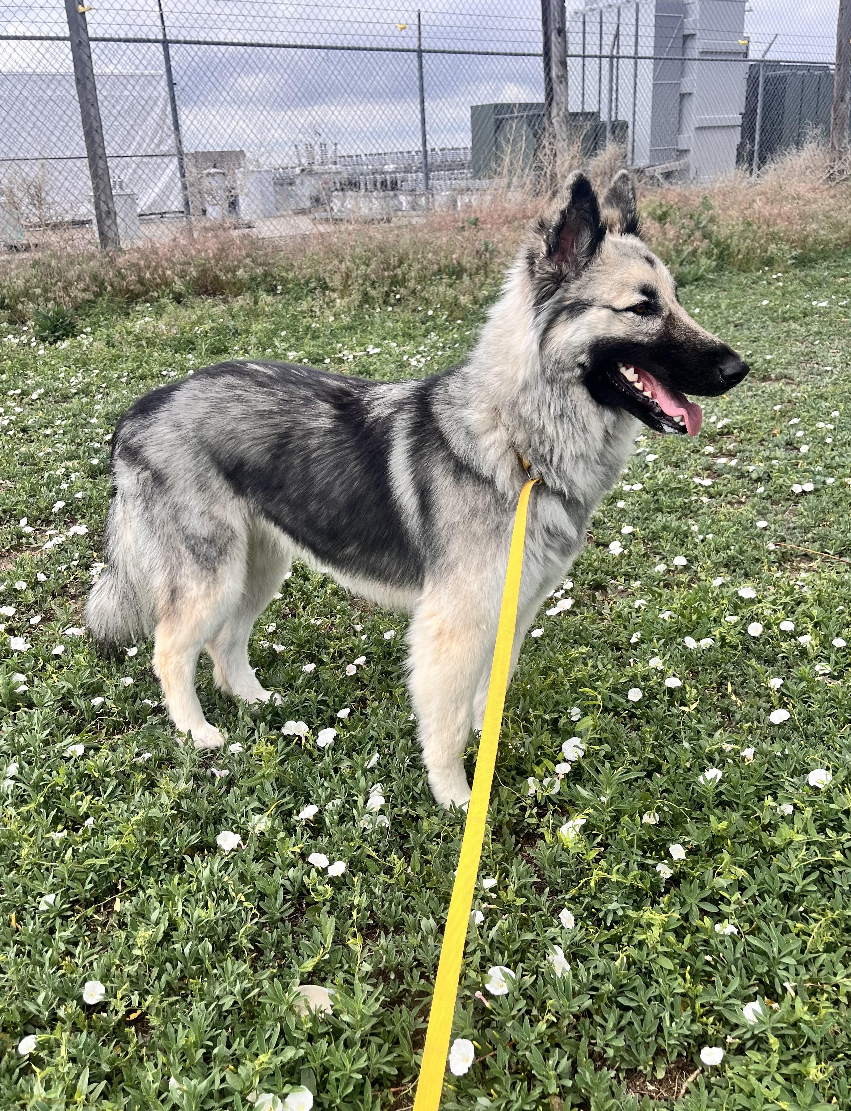 Luna, a ADOPTABLE mixed breed in Grant, NE image 2/4