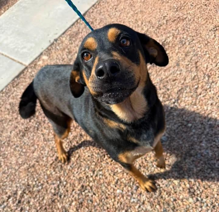 Enlarge Cherokee, a Adoptable mixed breed in Sierra Vista, AZ image 1/1