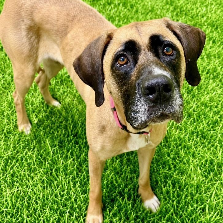 Goober, ADOPTABLE, Adult Female Great Dane.