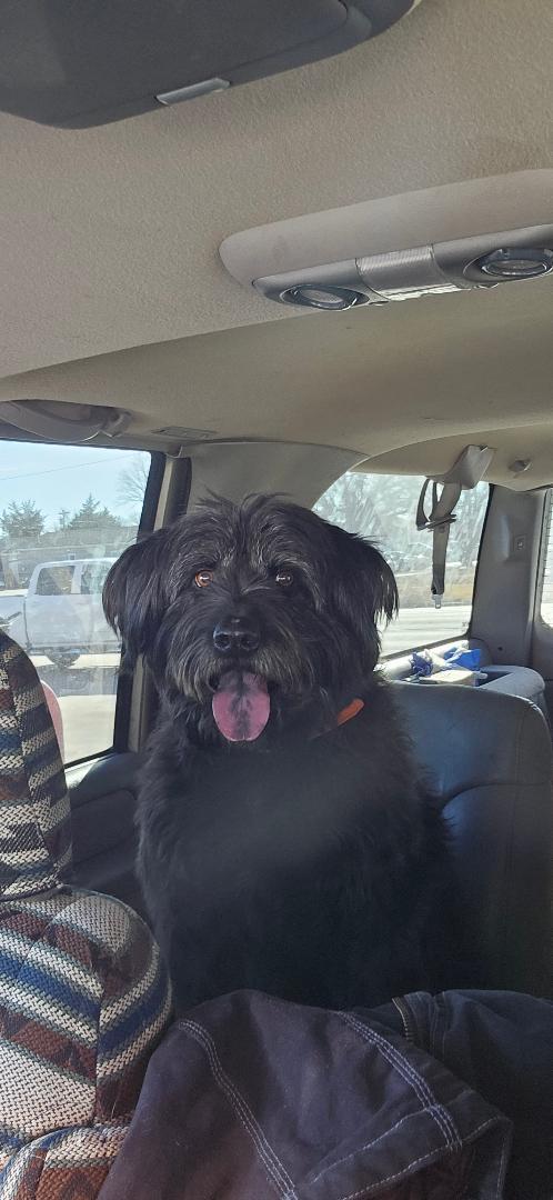 Enlarge Baxter, an adopted Portuguese Water Dog in Norton, KS image 1/2