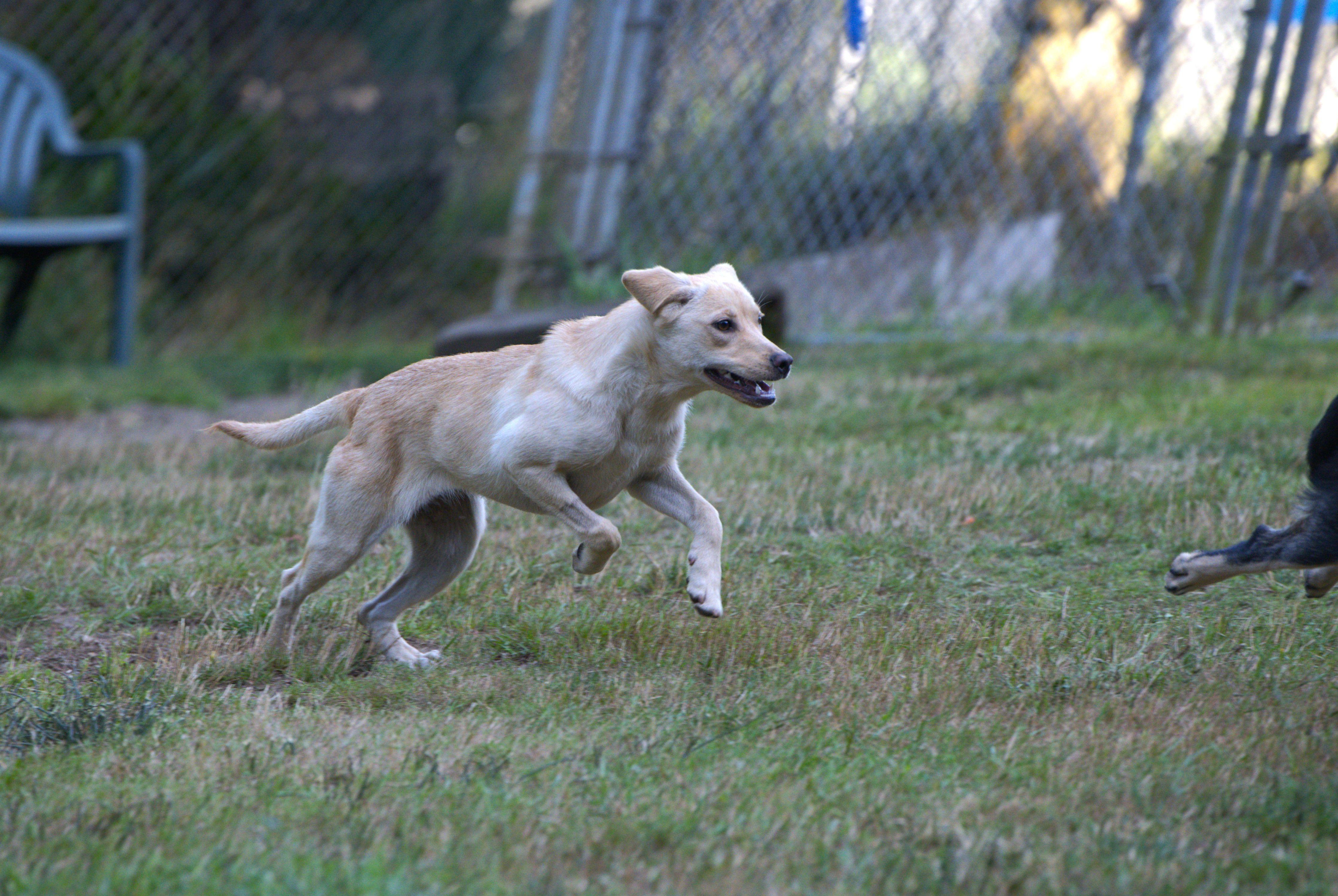 Venus, a Adoptable mixed breed in Hoquiam, WA image 4/5