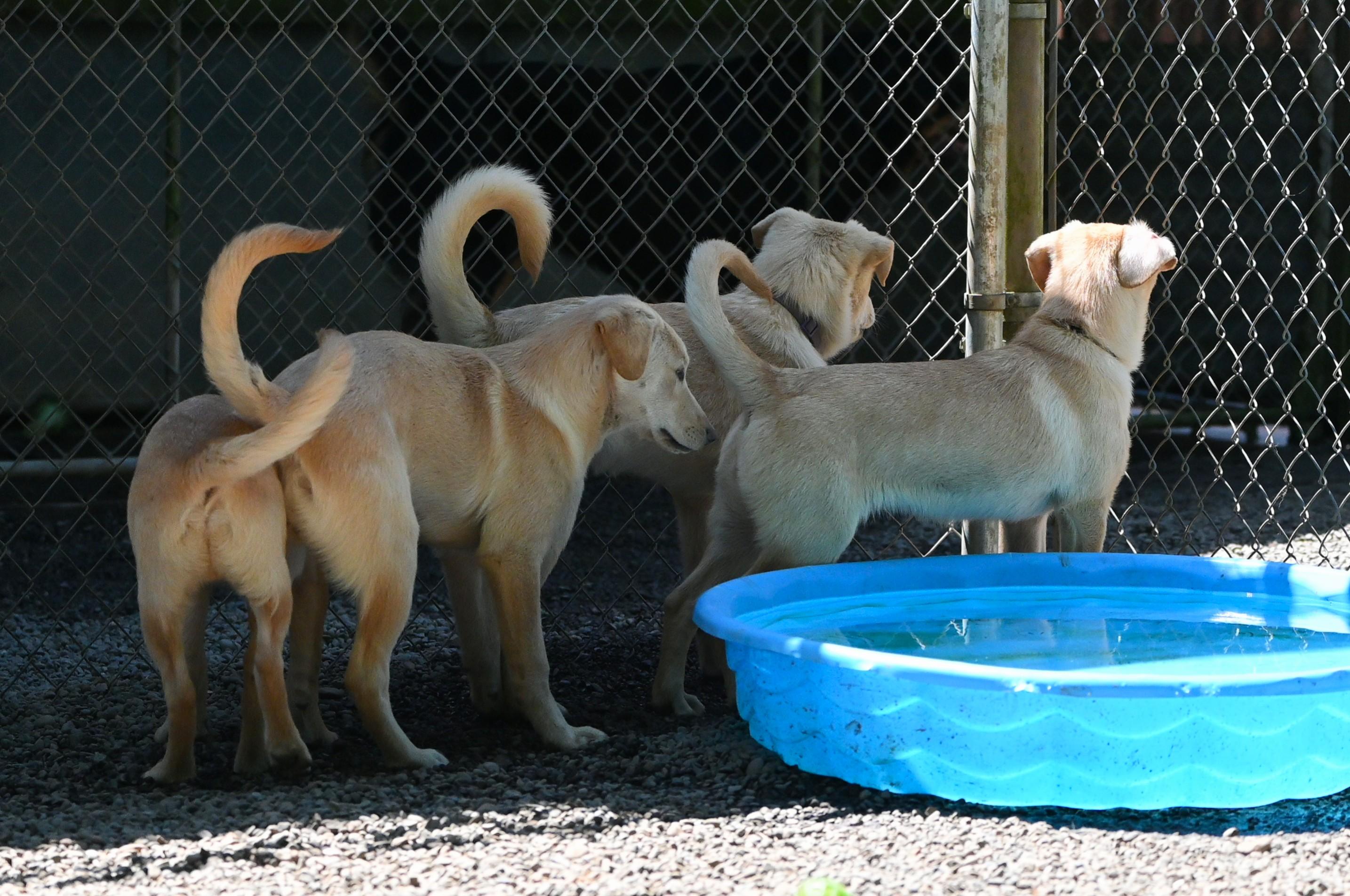 Venus, a Adoptable mixed breed in Hoquiam, WA image 5/5