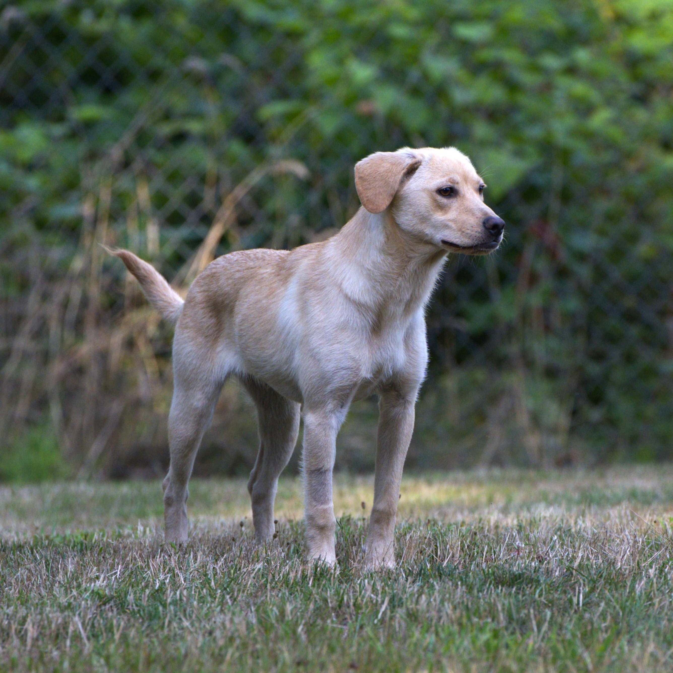 Enlarge Venus, a Adoptable mixed breed in Hoquiam, WA image 5/6