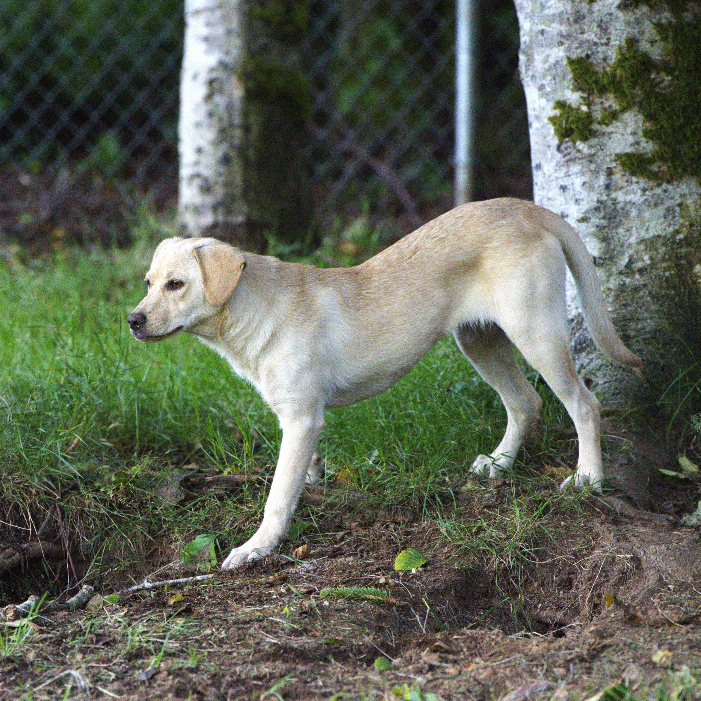 Enlarge Venus, a Adoptable mixed breed in Hoquiam, WA image 3/6