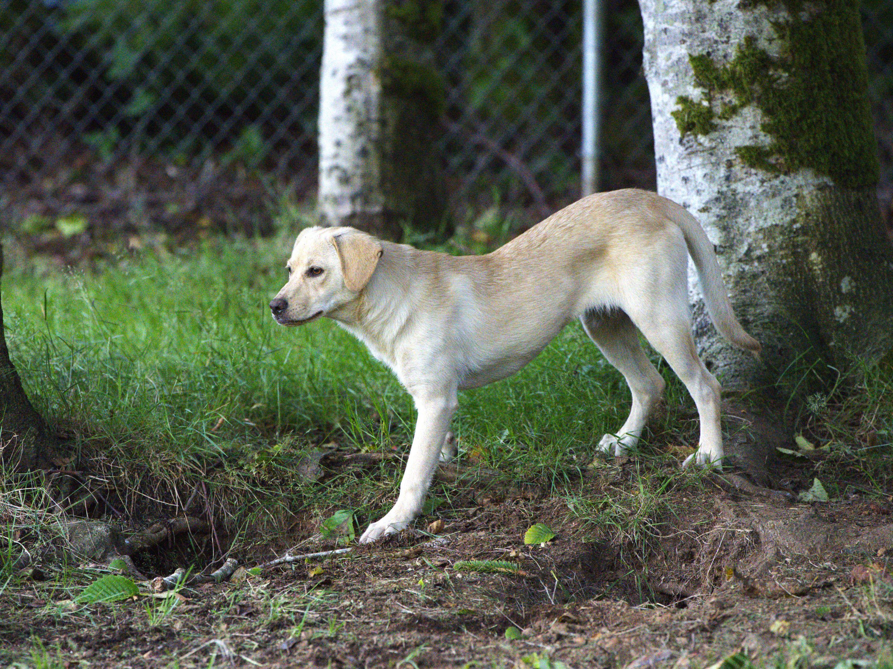 Venus, a Adoptable mixed breed in Hoquiam, WA image 2/5
