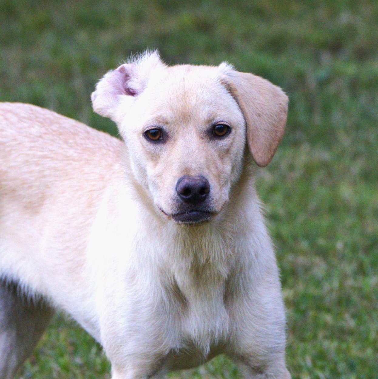 Venus, a Adoptable mixed breed in Hoquiam, WA image 1/5
