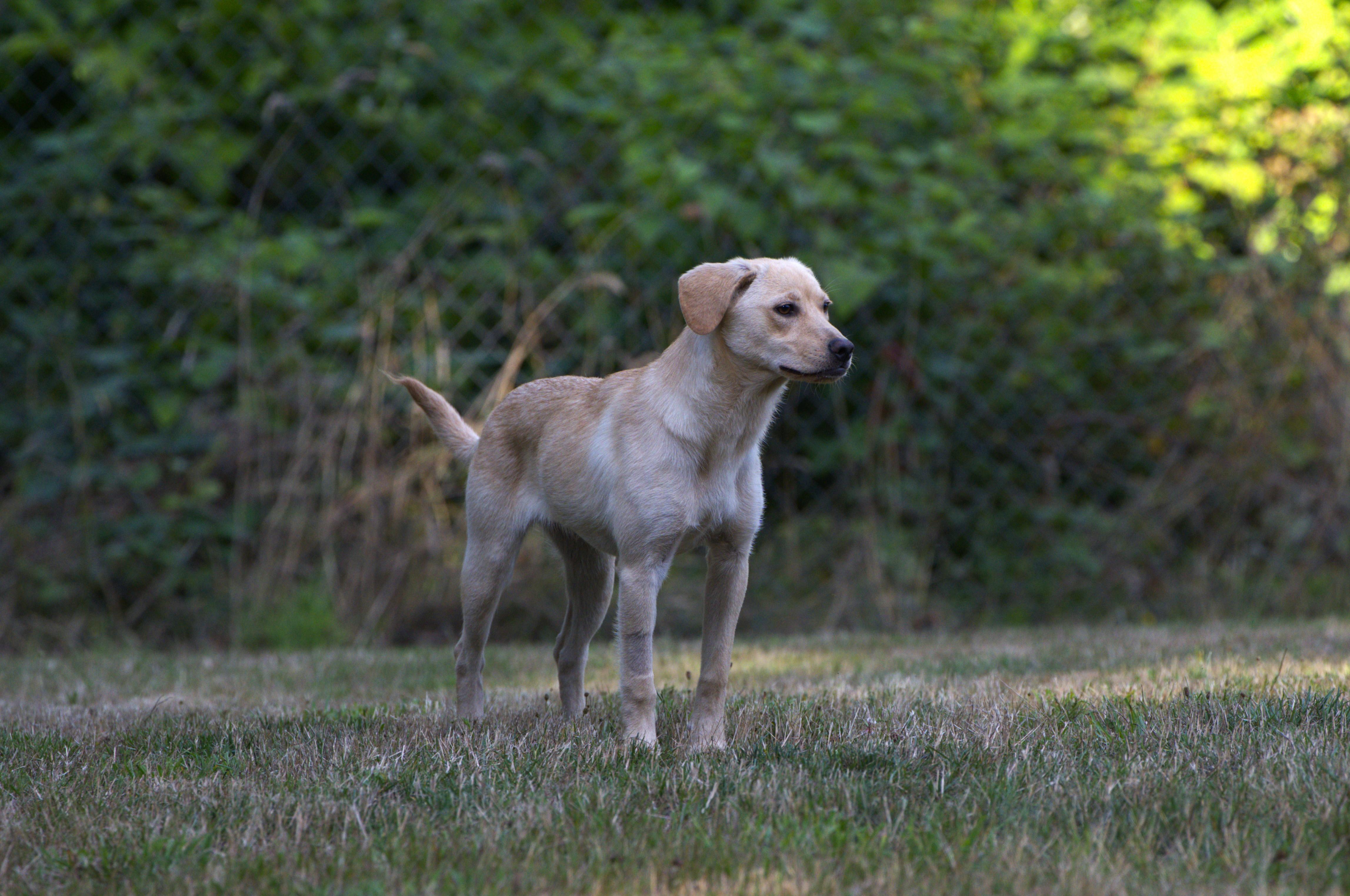 Venus, a Adoptable mixed breed in Hoquiam, WA image 3/5