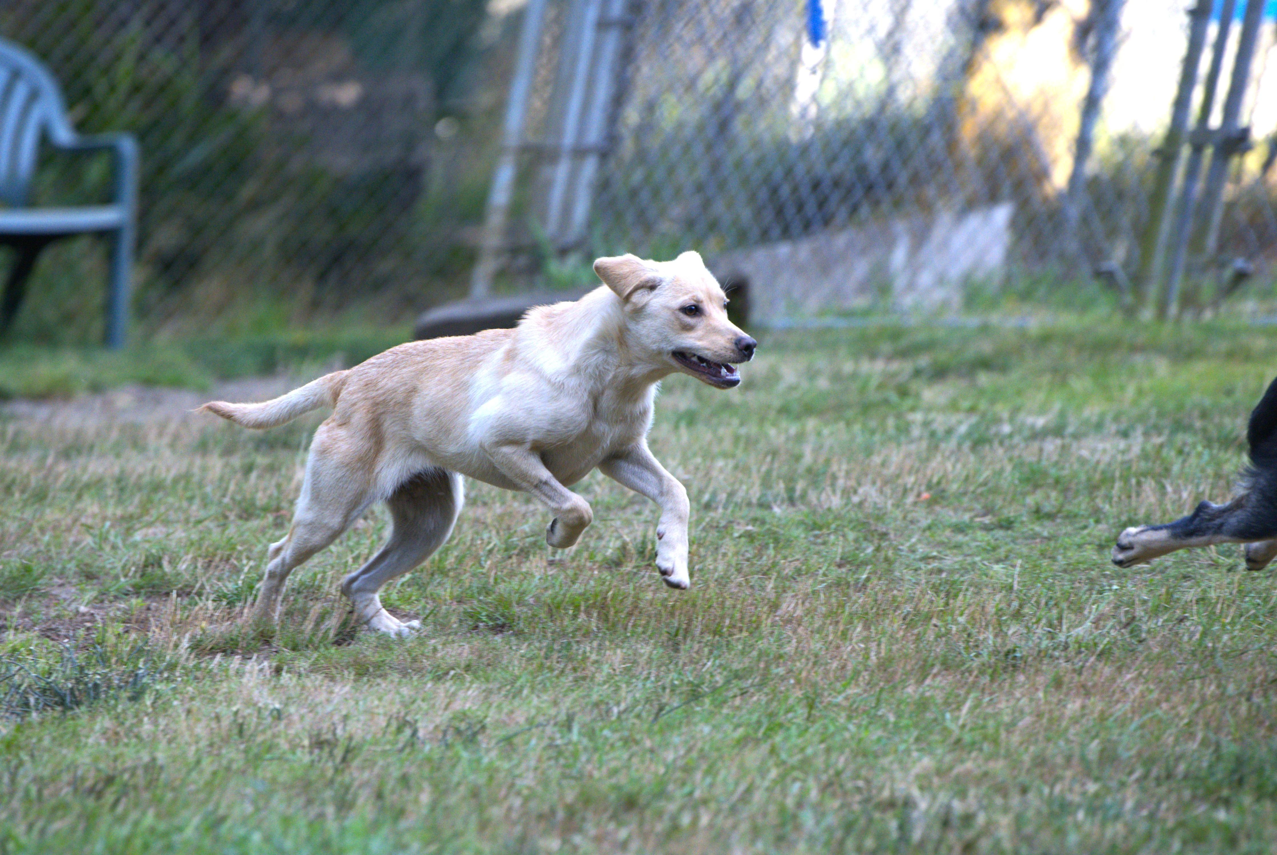 Enlarge Venus, a Adoptable mixed breed in Hoquiam, WA image 4/6
