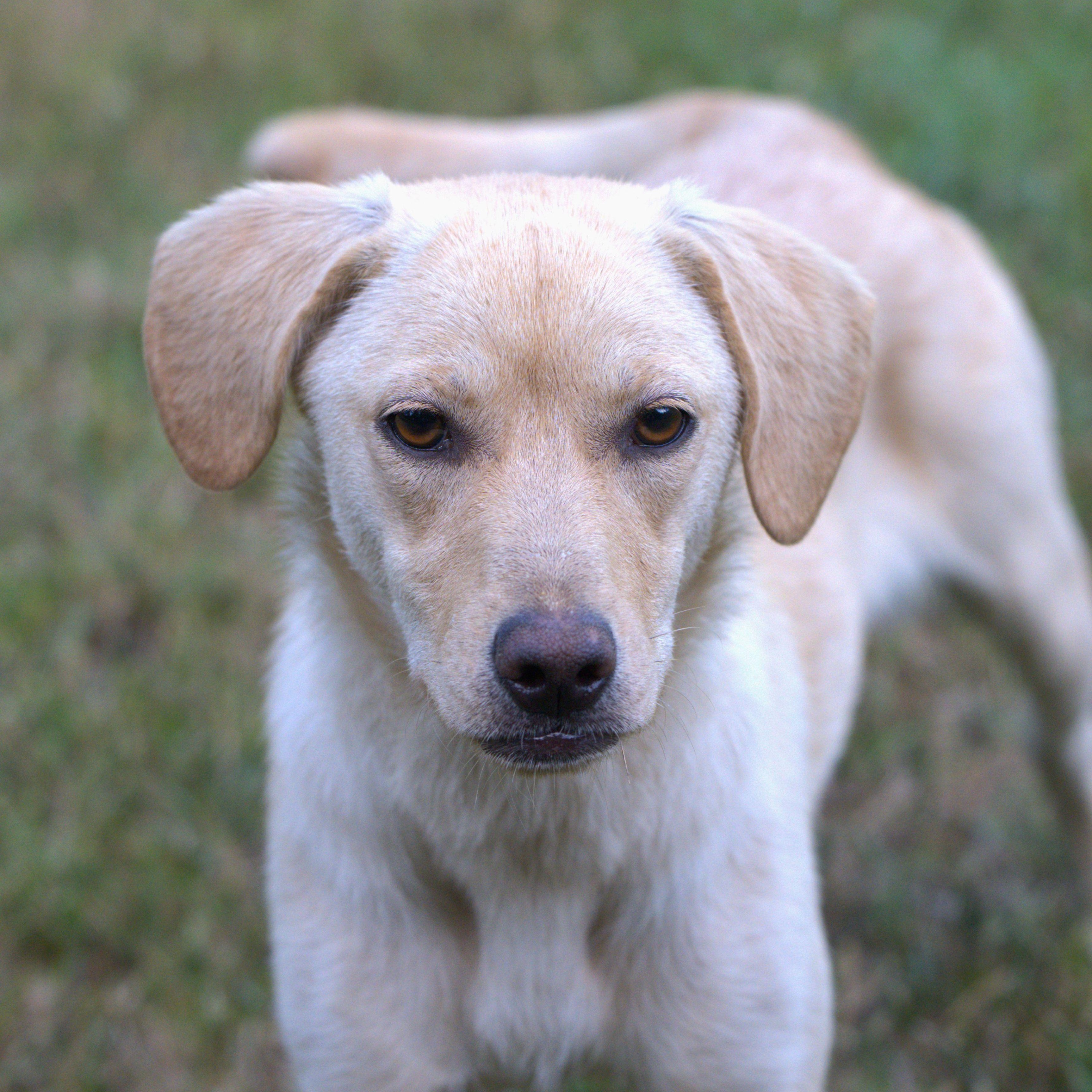 Enlarge Venus, a Adoptable mixed breed in Hoquiam, WA image 1/6