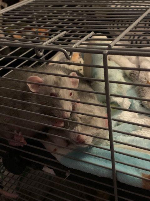 2 LITTLE BOYS, ADOPTABLE, Baby Male Rat.
