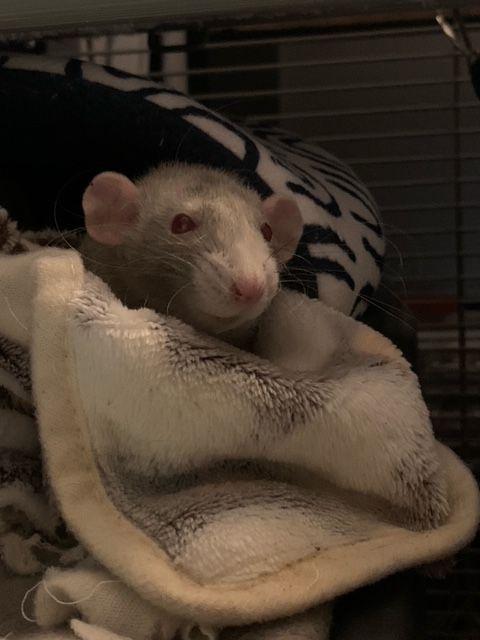 Enlarge 2 LITTLE BOYS, an adopted Rat in Philadelphia , PA image 2/2