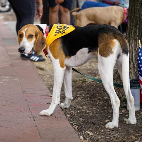 Waylon, Adoptable, Puppy Male Hound & Mixed Breed.
