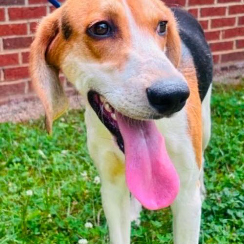 Enlarge Waylon, a Adoptable mixed breed in Washington DC, DC image 3/6