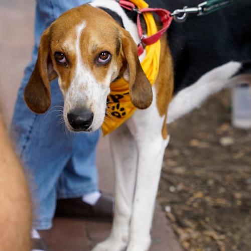 Enlarge Waylon, a Adoptable mixed breed in Washington DC, DC image 3/6