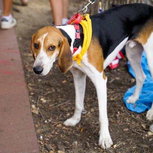 Enlarge Waylon, a Adoptable mixed breed in Washington DC, DC image 4/6