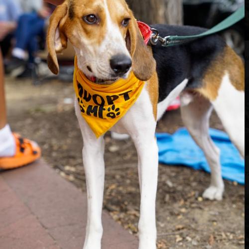 Enlarge Waylon, a Adoptable mixed breed in Washington DC, DC image 5/6