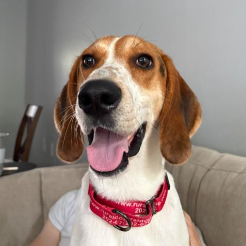 Enlarge Waylon, a Adoptable mixed breed in Washington DC, DC image 4/6