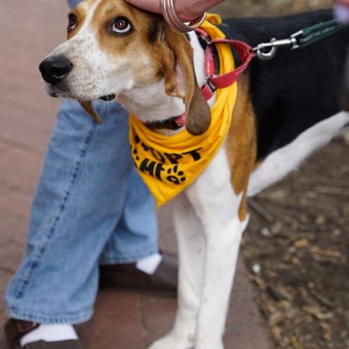 Enlarge Waylon, a Adoptable mixed breed in Washington DC, DC image 6/6