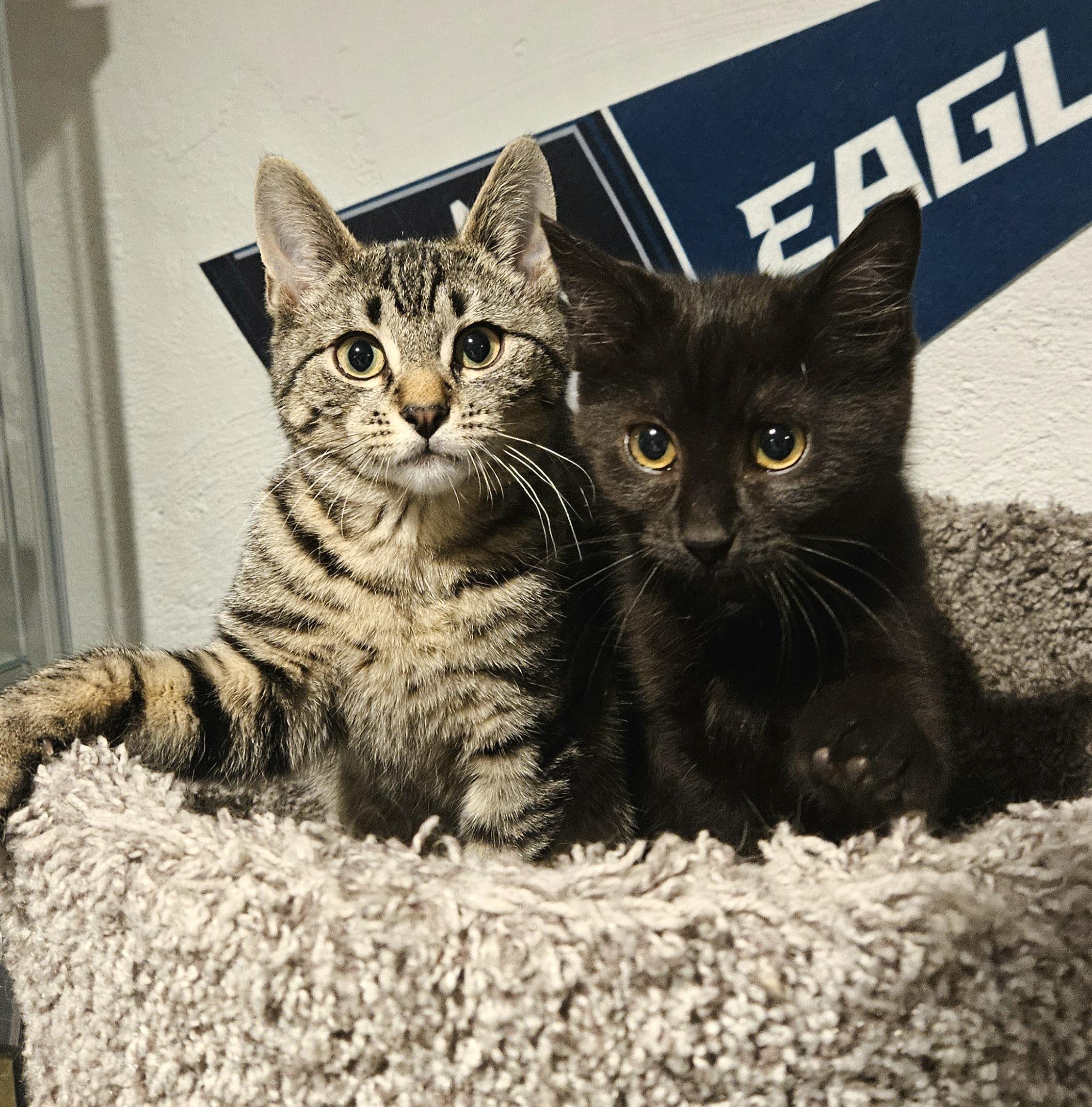 Hitch and Squid , adopted, Kitten Male American Shorthair.