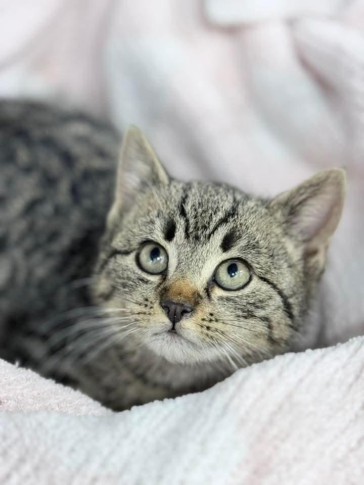 Enlarge Hitch and Squid , an adopted American Shorthair in Philadelphia, PA image 6/6