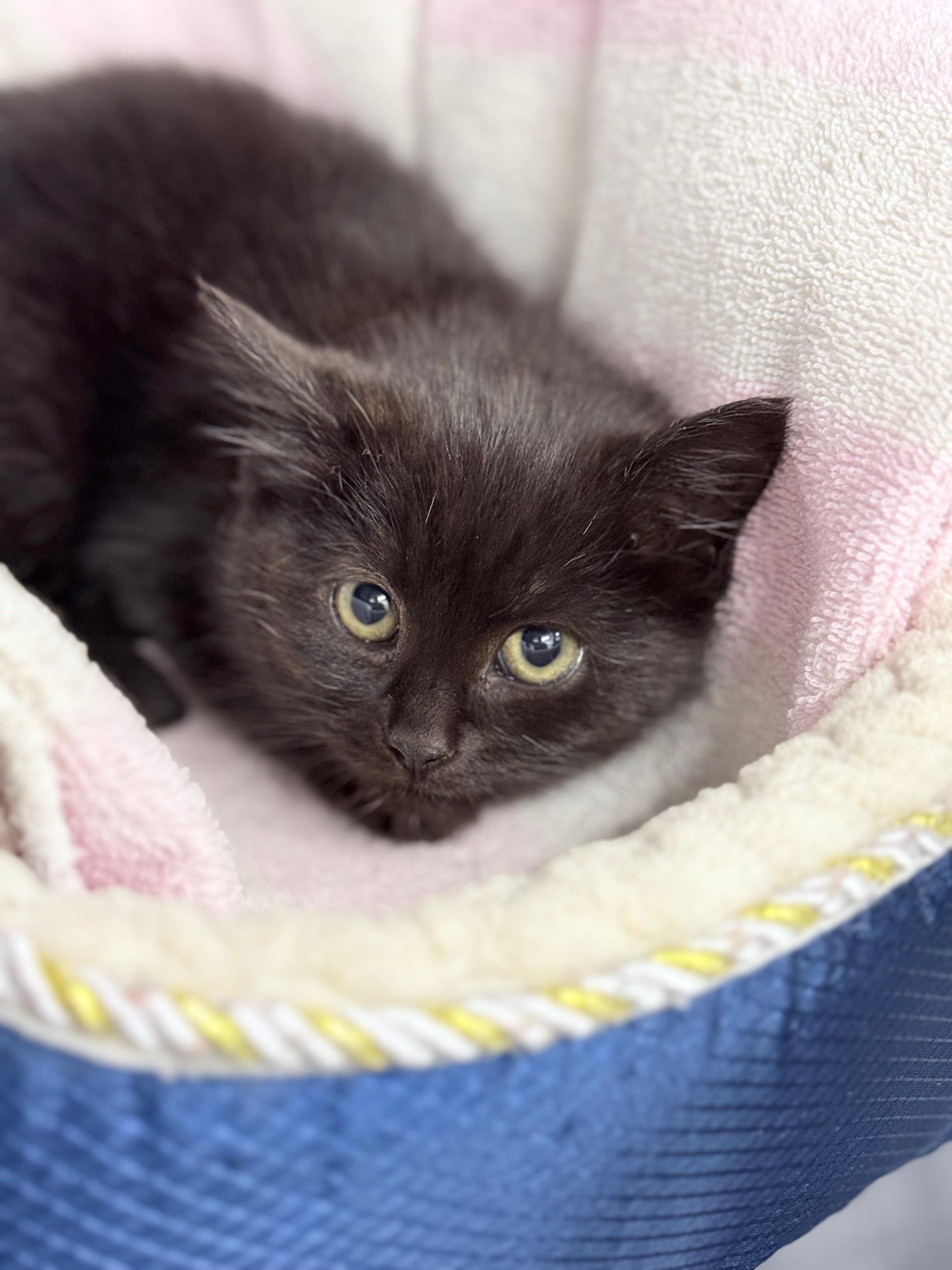 Enlarge Hitch and Squid , an adopted American Shorthair in Philadelphia, PA image 4/6