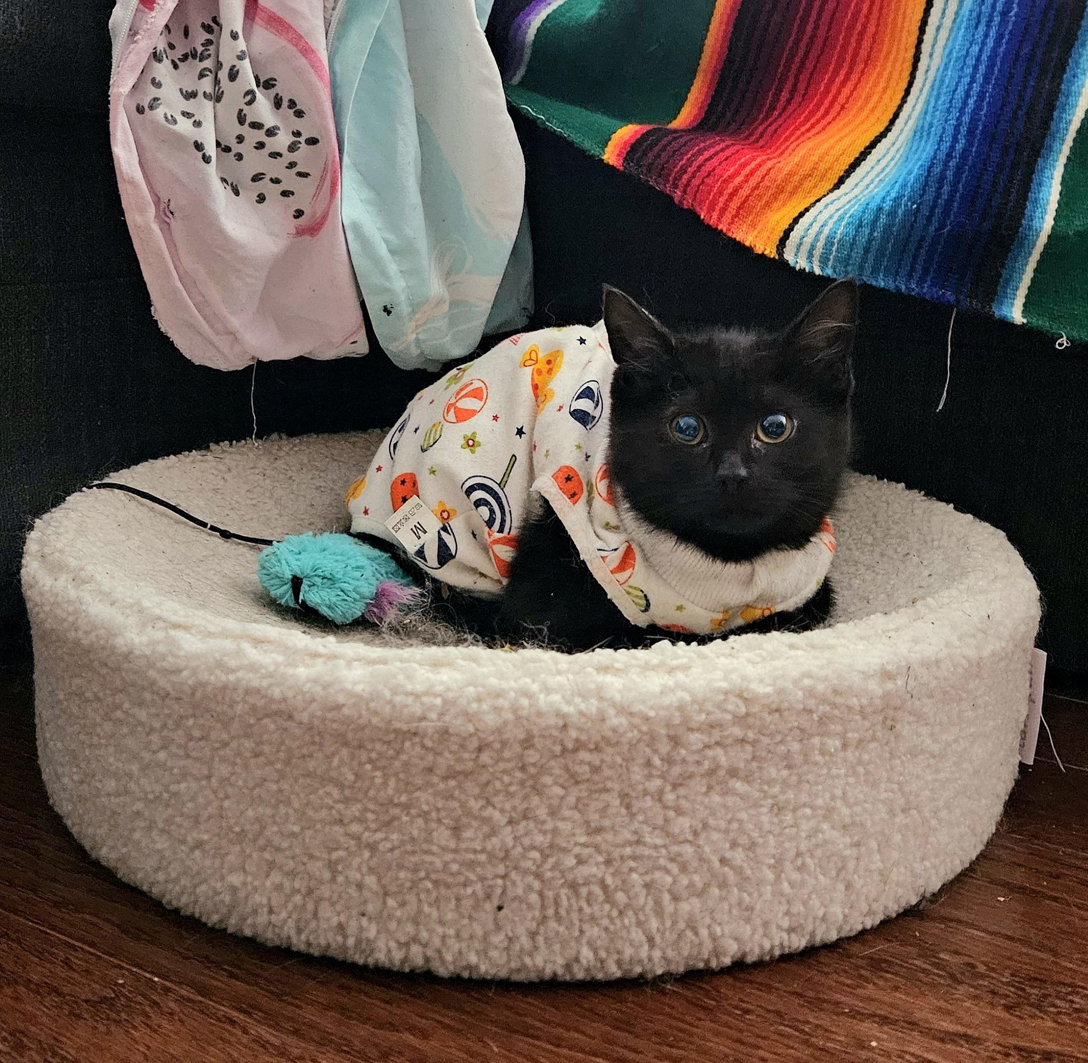 Enlarge Hitch and Squid , an adopted American Shorthair in Philadelphia, PA image 5/6