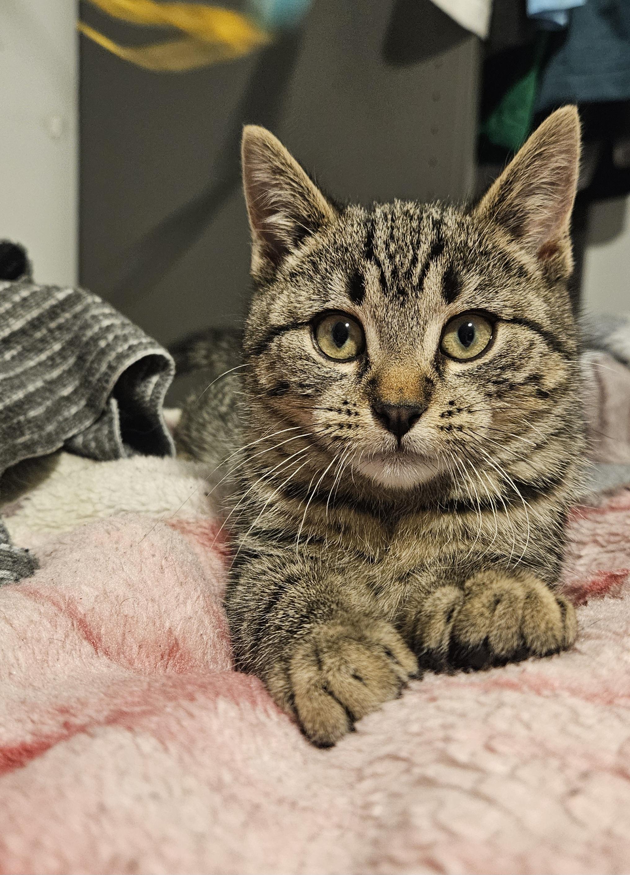 Enlarge Hitch and Squid , an adopted American Shorthair in Philadelphia, PA image 2/6