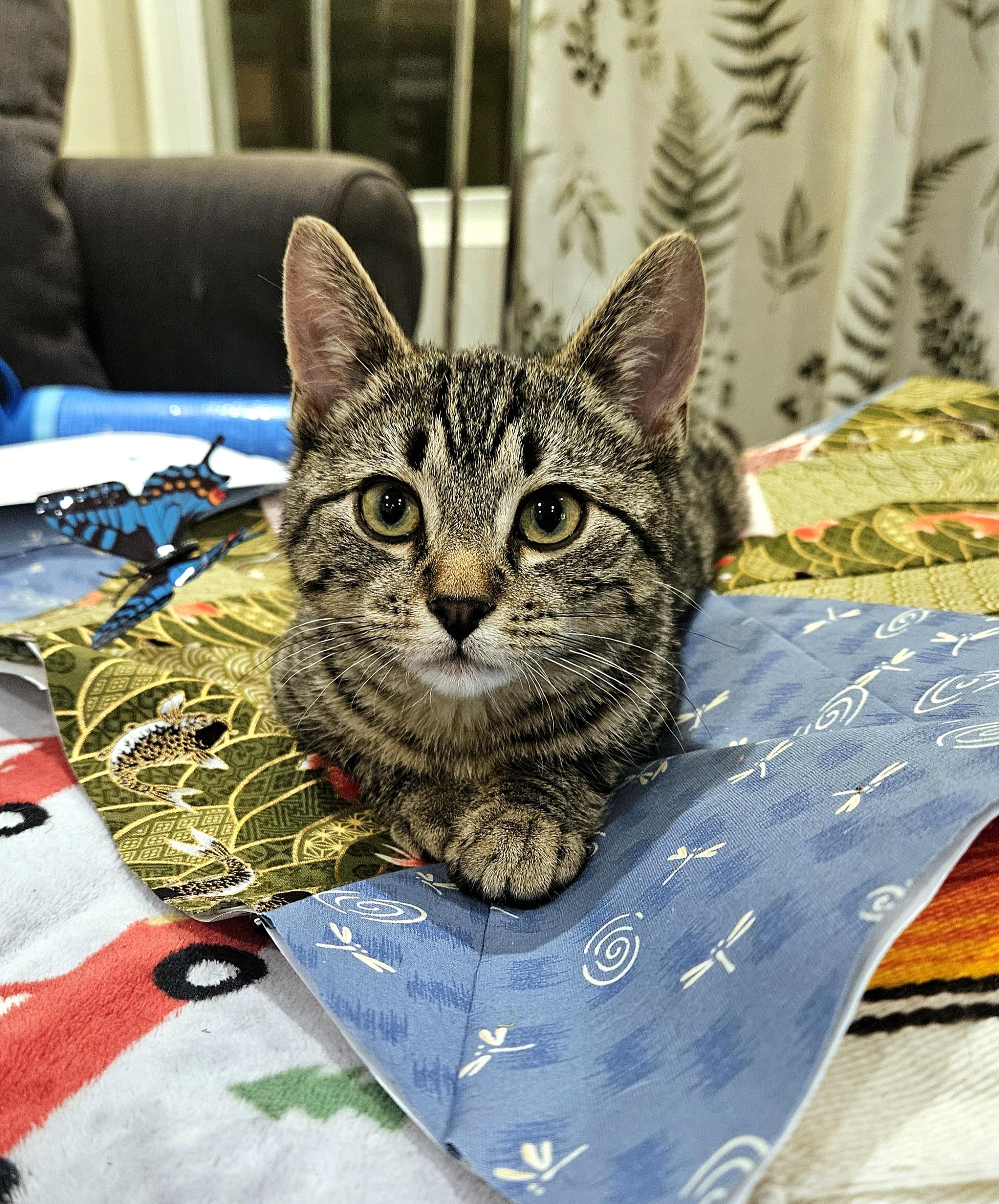 Enlarge Hitch and Squid , an adopted American Shorthair in Philadelphia, PA image 3/6