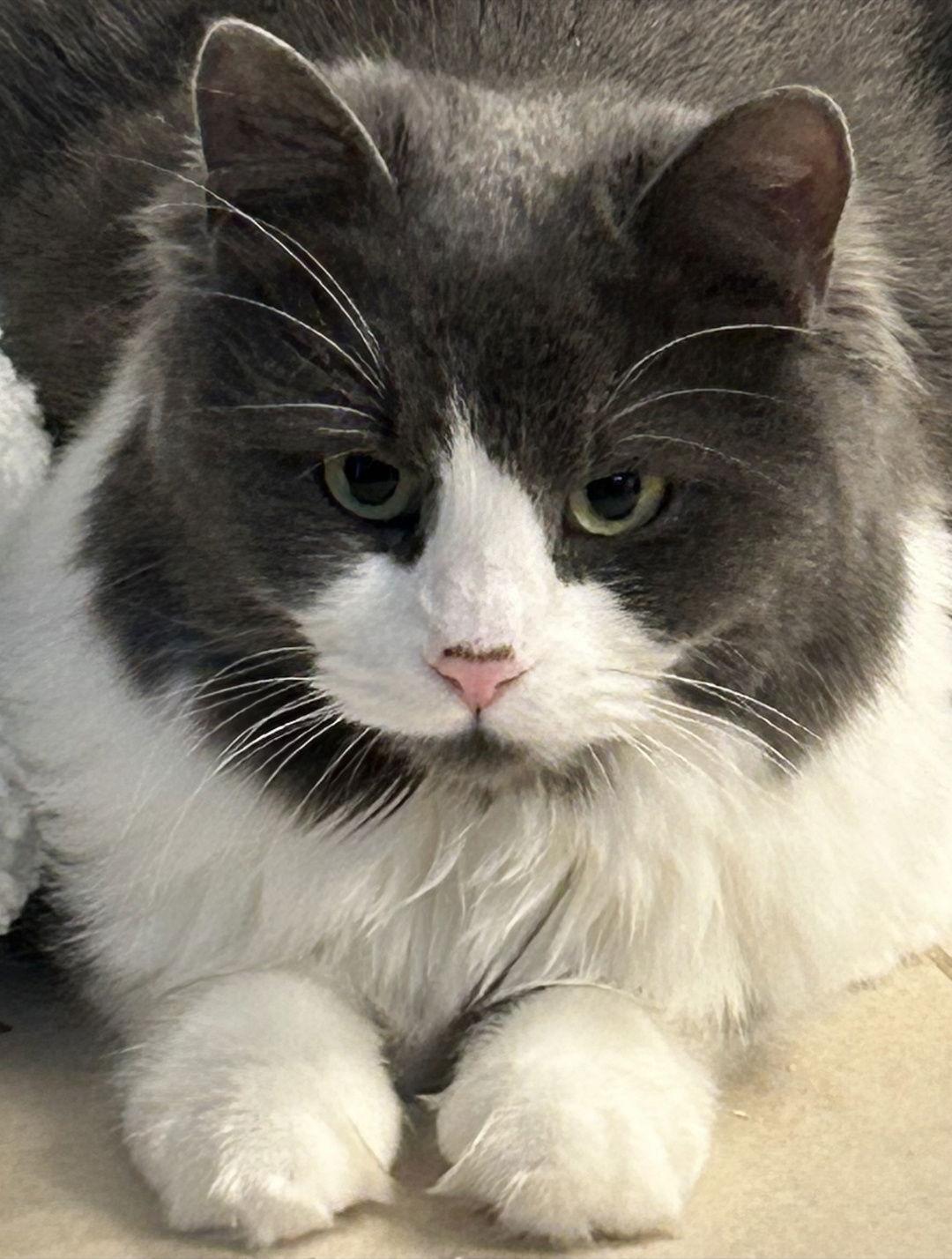 Enlarge Jade, a Adoptable Domestic Medium Hair in Burlington, WA image 1/2