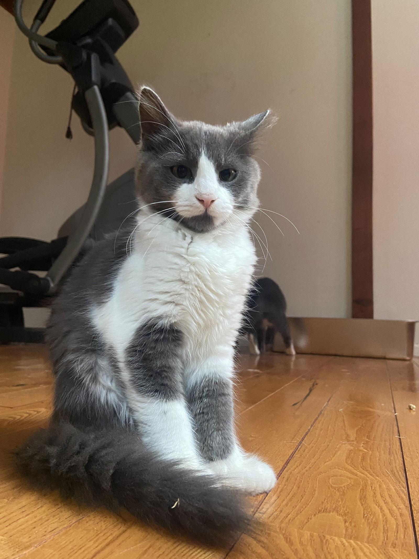 Jade, a Adoptable Domestic Medium Hair in Burlington, WA image 2/3