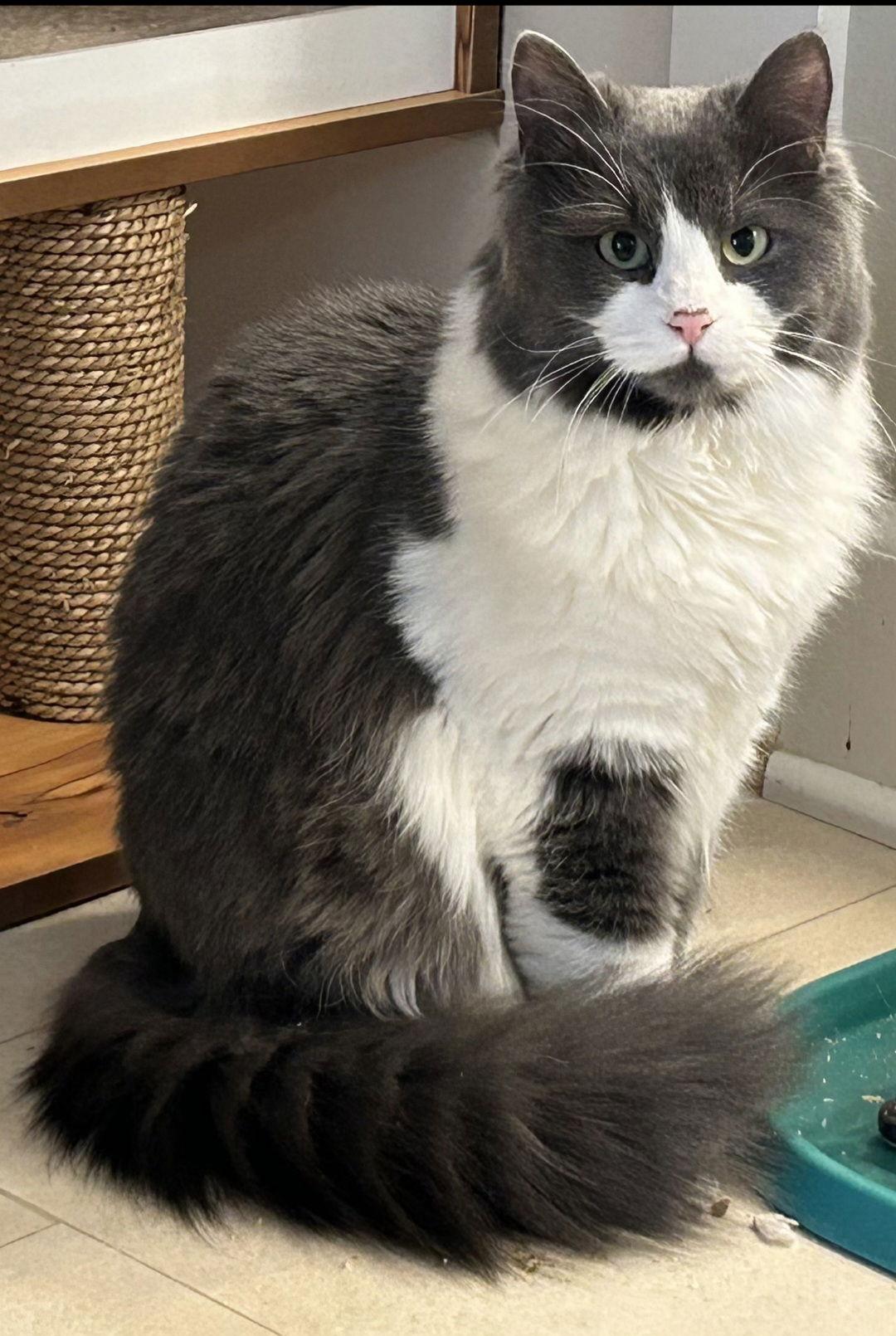 Enlarge Jade, a Adoptable Domestic Medium Hair in Burlington, WA image 2/2