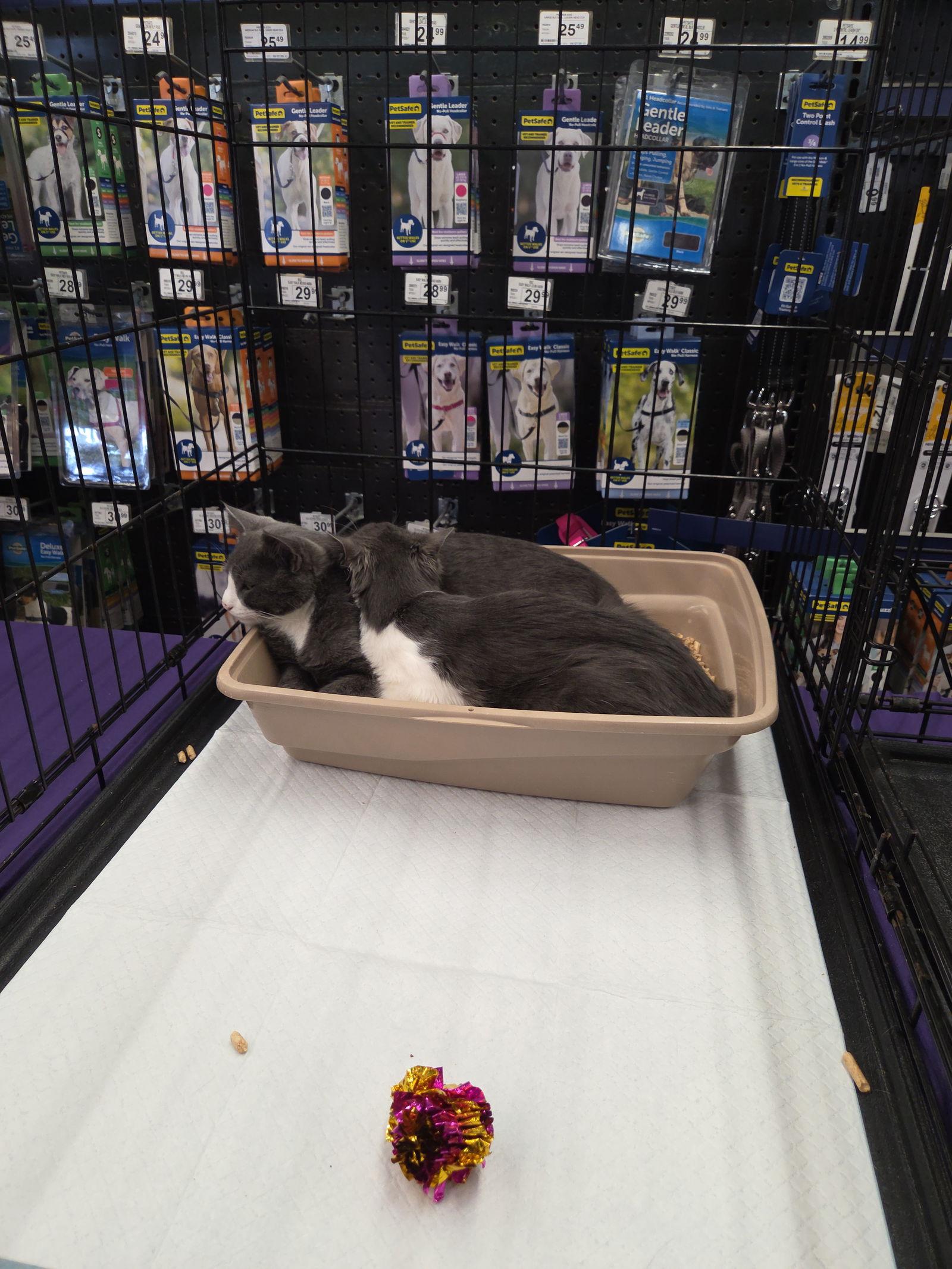 Jade, a Adoptable Domestic Medium Hair in Burlington, WA image 3/3