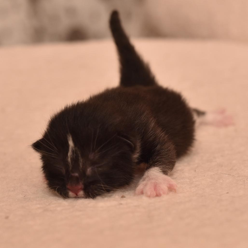 Morrison, Adoptable, Kitten Male Domestic Short Hair.