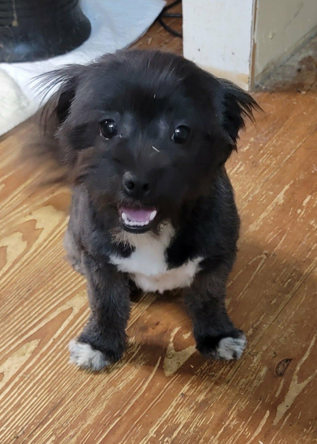 Enlarge Chris, a ADOPTABLE mixed breed in Van Alstyne, TX image 1/5