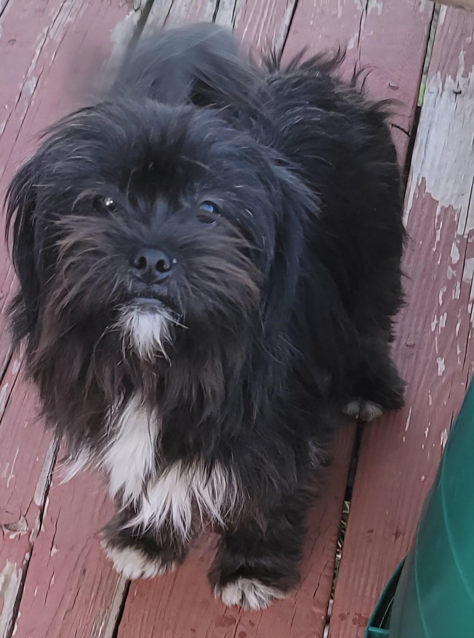 Enlarge Chris, a ADOPTABLE mixed breed in Van Alstyne, TX image 2/5