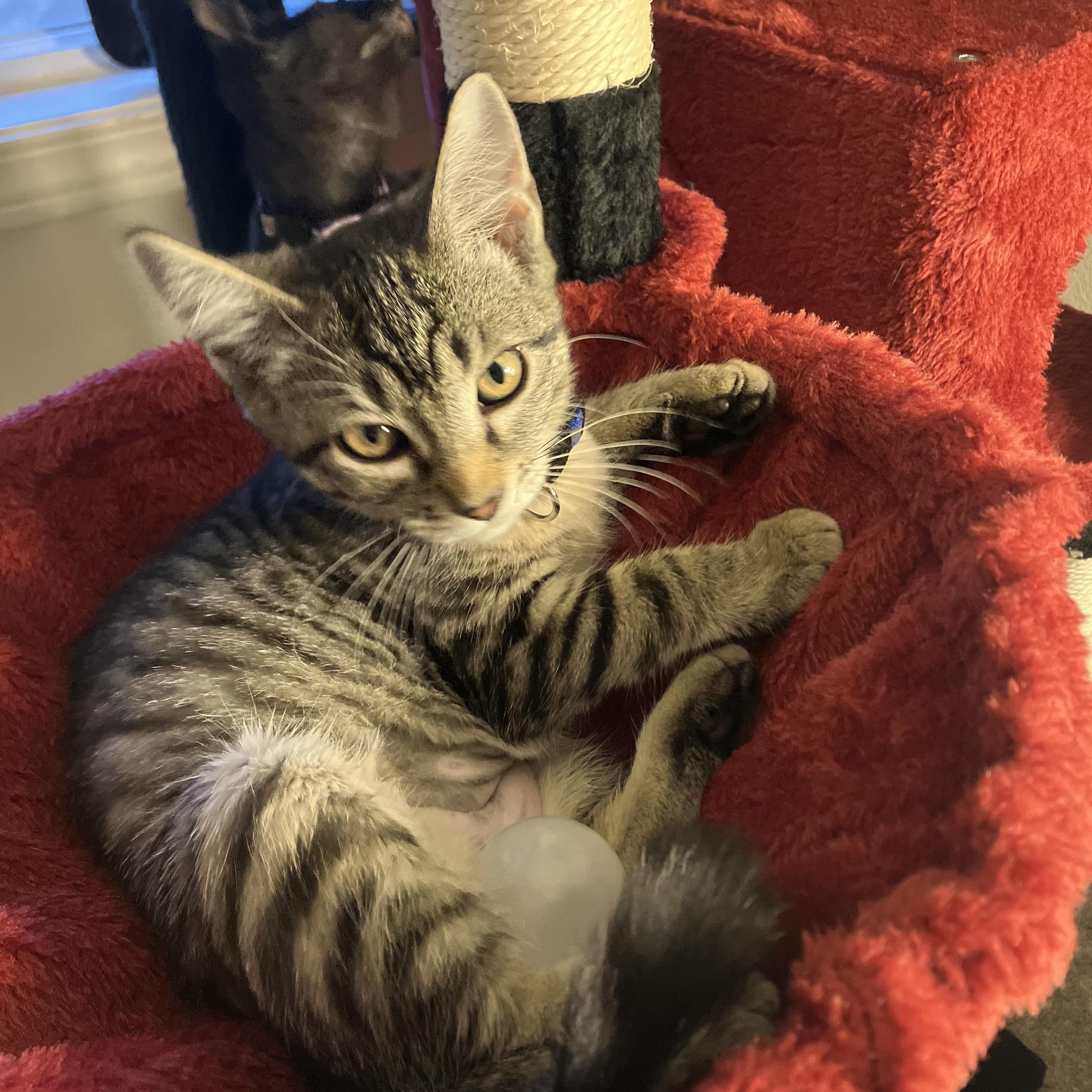 Pop- mellow kitten