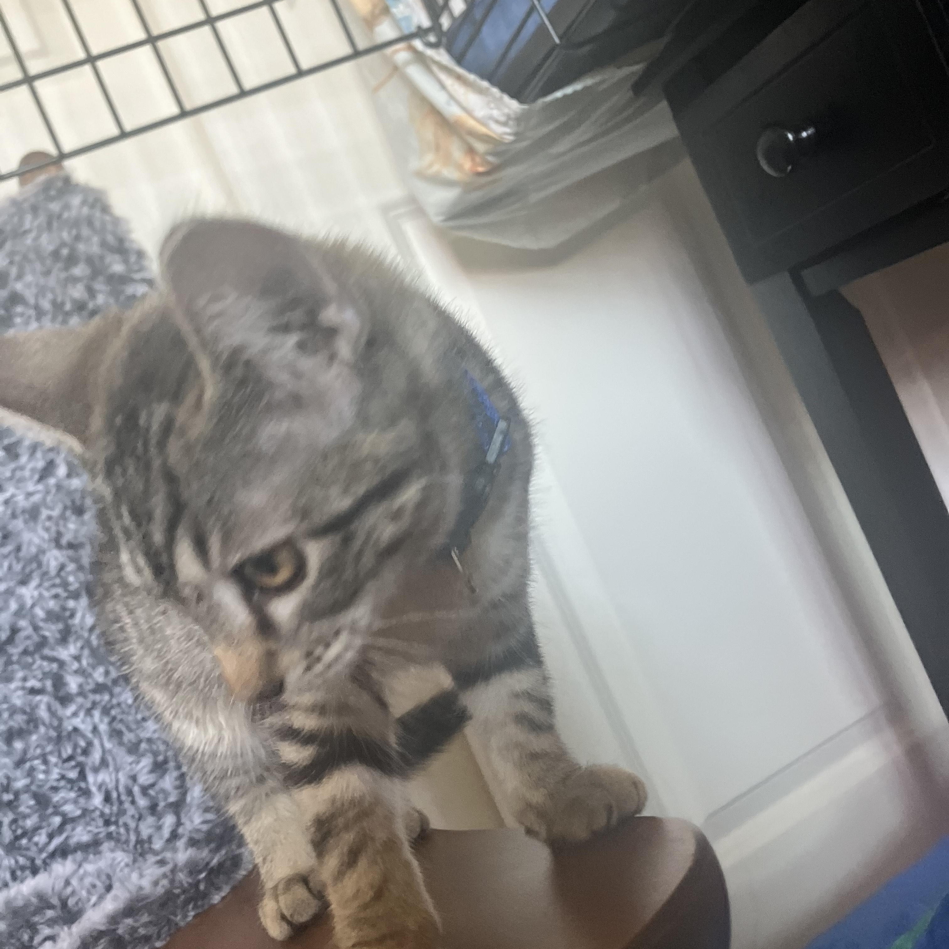 Pop- mellow kitten