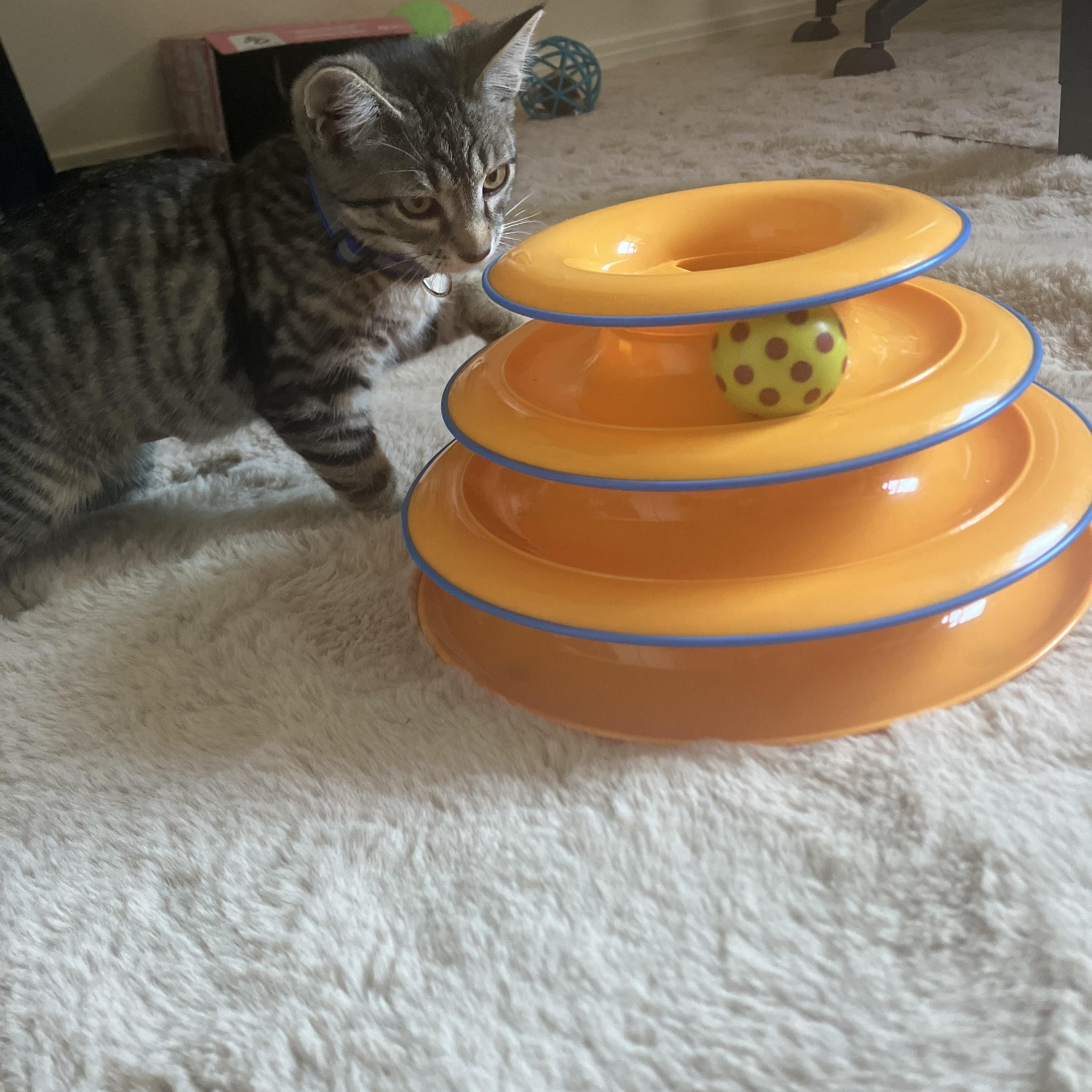 Pop- mellow kitten