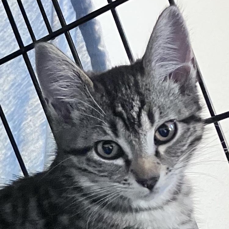 Pop- mellow kitten