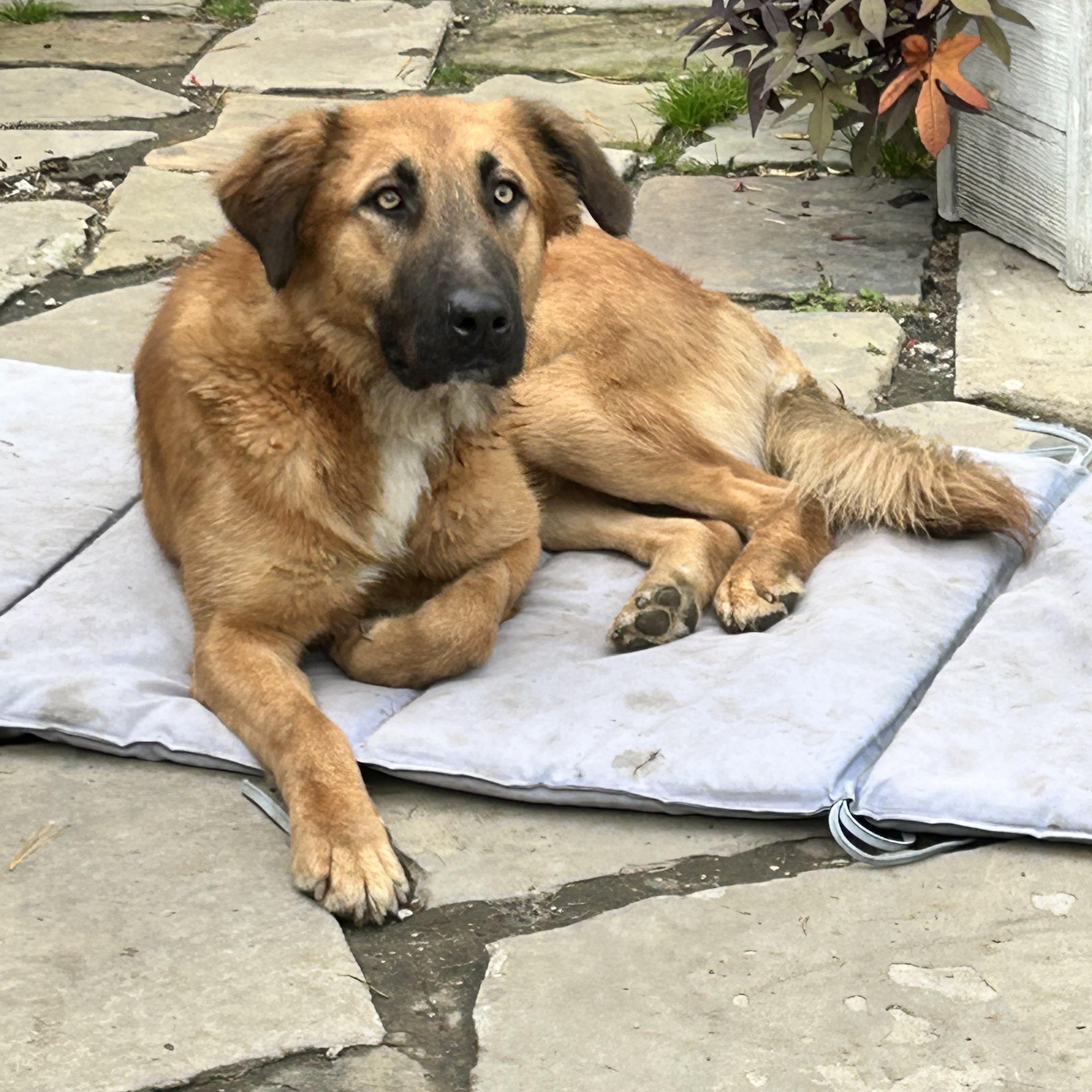 FINN, Adoptable, Adult Male Retriever & Shepherd.