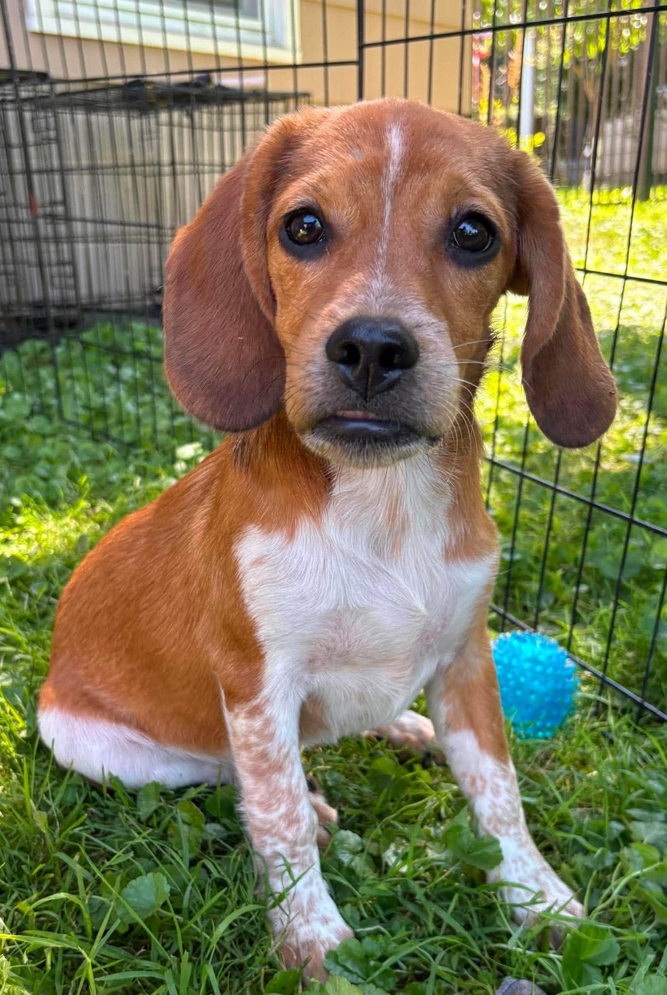 Enlarge Henry, a Adopted mixed breed in Rochester, NY image 5/6