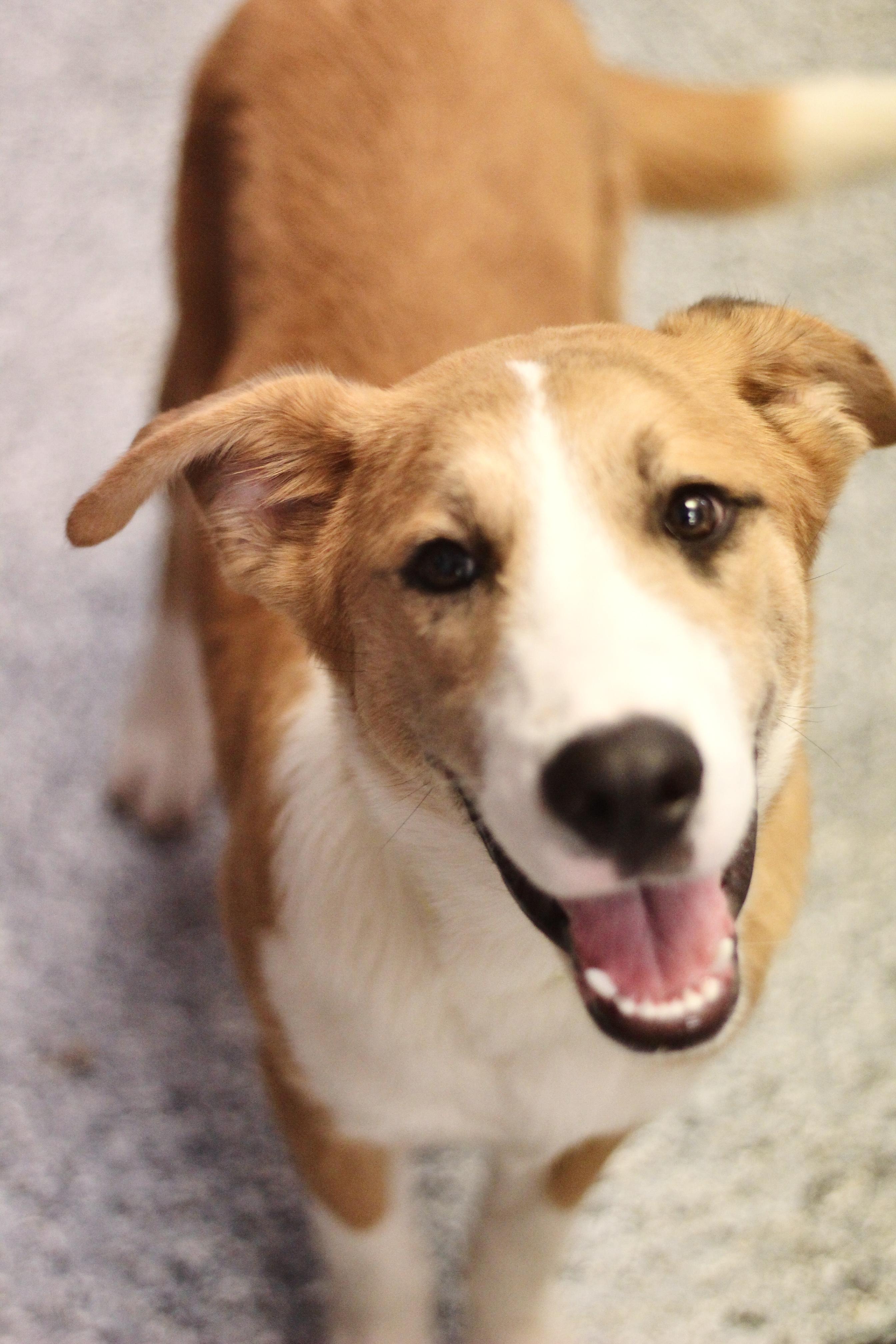 Birch in NH! Come Meet our Adoptable Dogs Wednesday-Saturday. More info in Bio!