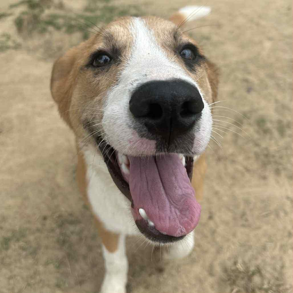 Birch in NH! Come Meet our Adoptable Dogs Wednesday-Saturday. More info in Bio!