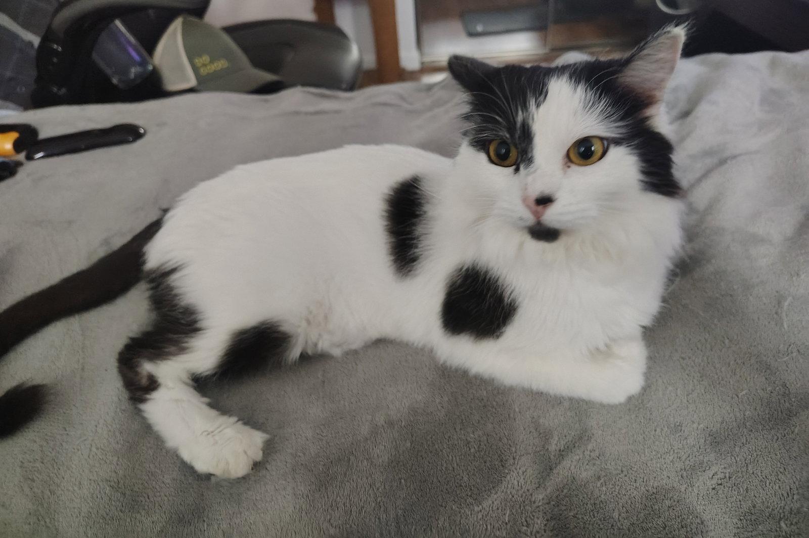 Sundae (bonded with Milkshake), Adopted, Adult Female Domestic Long Hair.